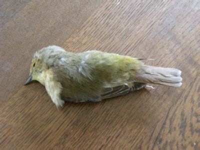 看到小鳥死掉 高架橋旁的居住經驗